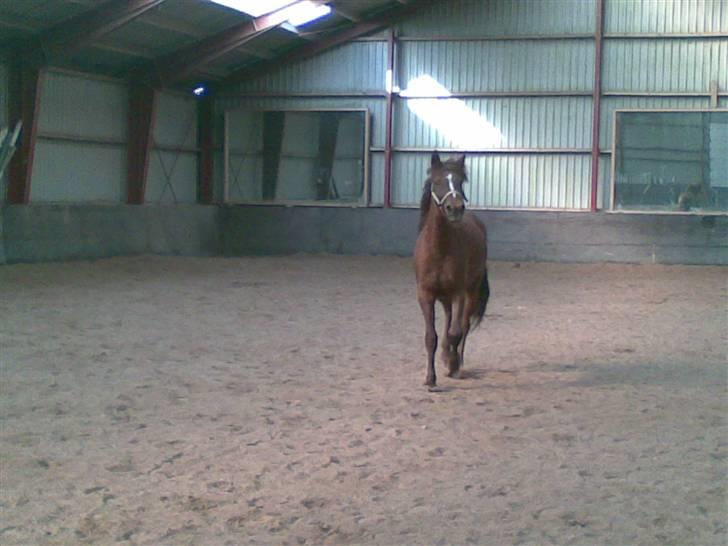 Anden særlig race Ellgaard´s Chelsea*Solgt* - "Jeg kommer nu mor" billede 6