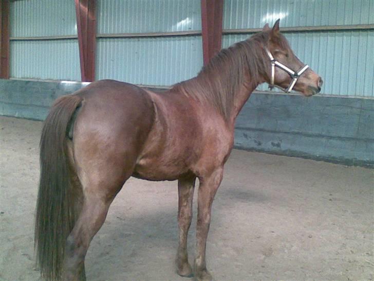 Anden særlig race Ellgaard´s Chelsea*Solgt* - "Se lige mig" billede 7