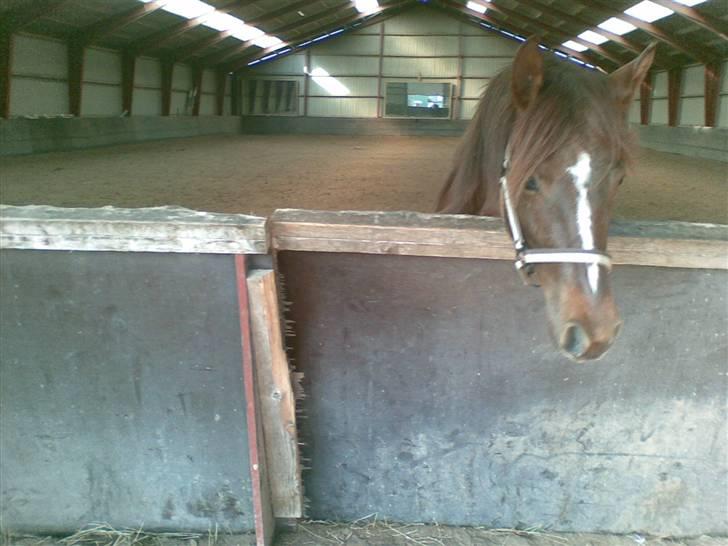 Anden særlig race Ellgaard´s Chelsea*Solgt* - "Jeg vil ud nu" billede 8