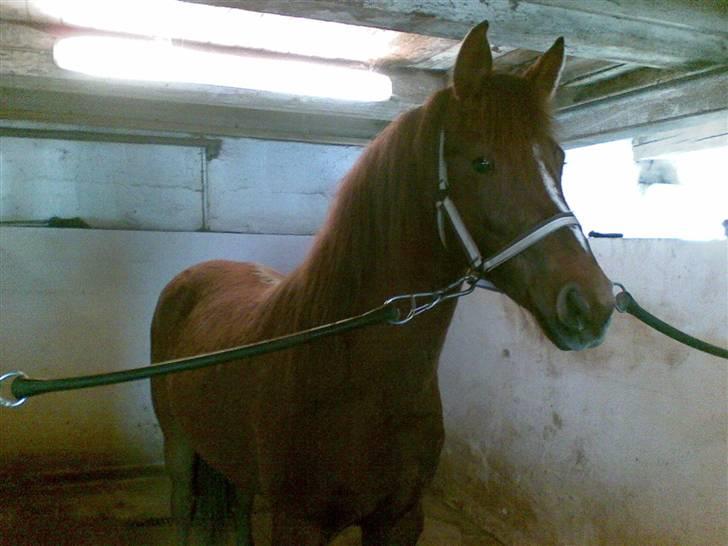 Anden særlig race Ellgaard´s Chelsea*Solgt* - I vandspiltorvet og få skyllet ben. billede 9