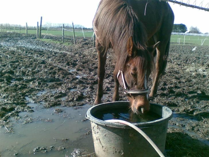 Anden særlig race Ellgaard´s Chelsea*Solgt* - Man bliver tørstig af at løbe rundt i ridehuset. billede 10