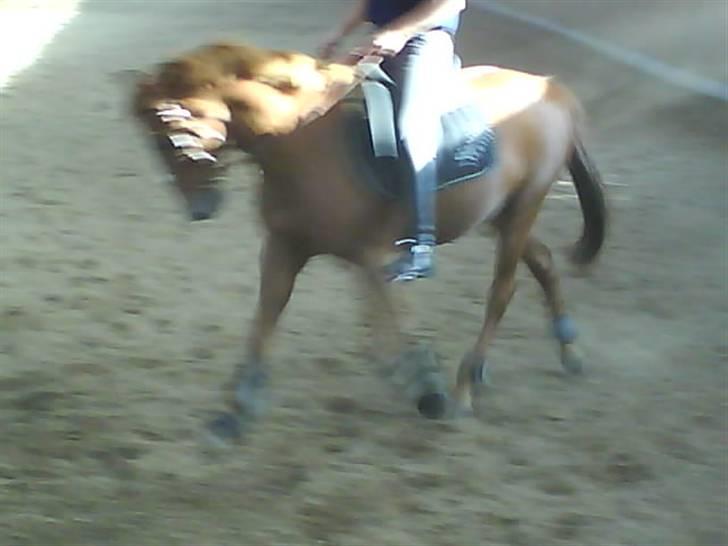 New Forest Catharina - sommer 08 - dressur undervisning billede 14