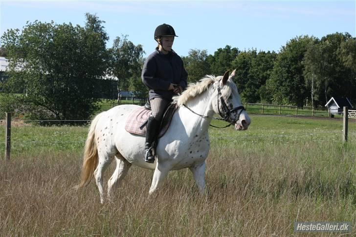 Anden særlig race Rødhætte - September 2009 (foto: Nikoline) billede 2