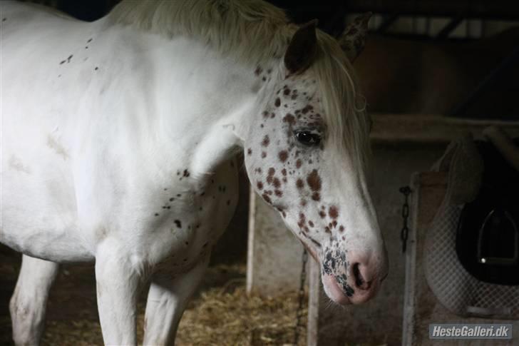 Anden særlig race Rødhætte - Jeg elsker dig! (foto: Nikoline) billede 3