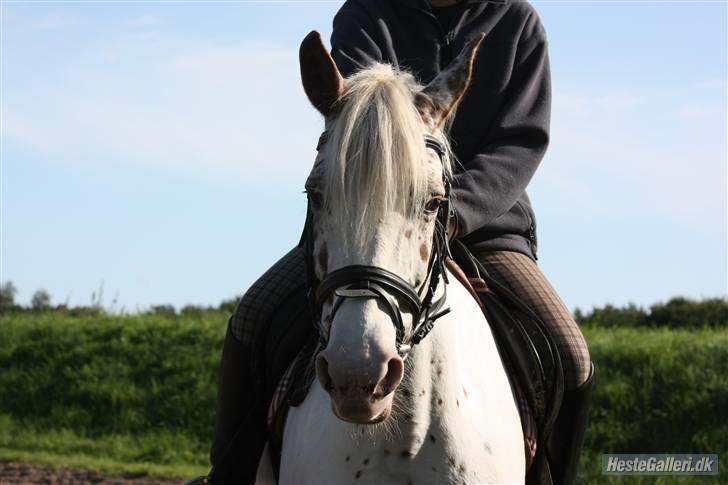 Anden særlig race Rødhætte - Søde :) (foto: Nikoline) billede 5