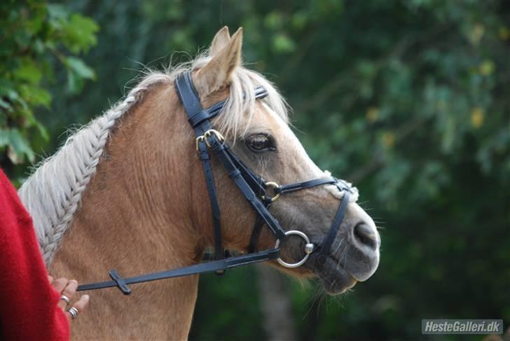 Palomino Ronja <3 aflivet :( - 13. bassen er færdig med at springe ;D billede 13