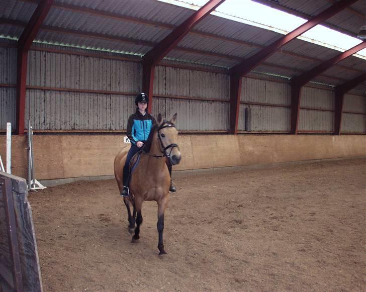 Dansk Varmblod Choies <3 billede 1