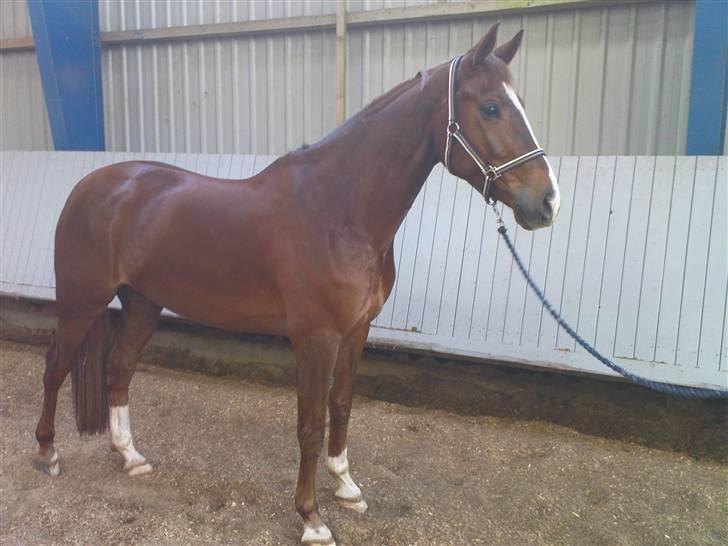 Holstener Al-sase - Sam i ridehuset billede 7