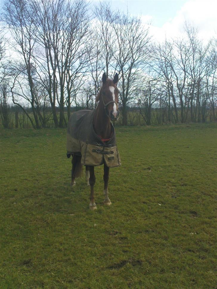 Holstener Al-sase - Sam på fold billede 9