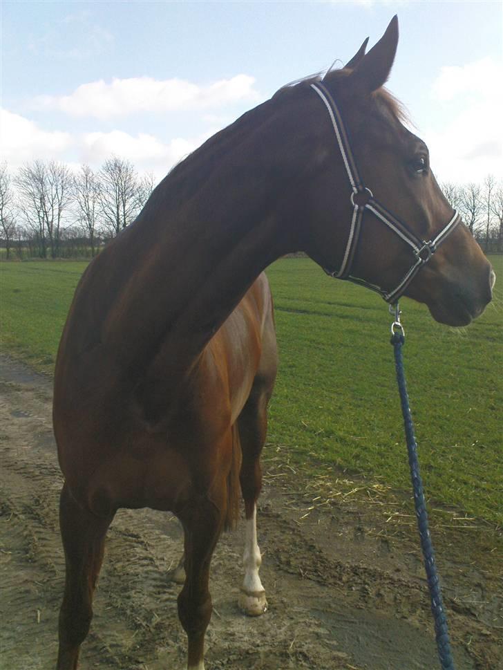 Holstener Al-sase - Sam på markvejen :) billede 10