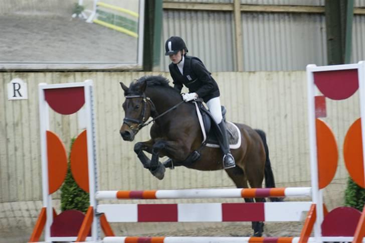 New Forest Storådalens Cecilie - springstævne fulesanggaardrideklub d.18 billede 13