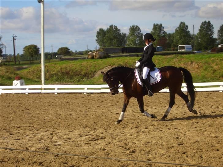 New Forest Storådalens Cecilie billede 15