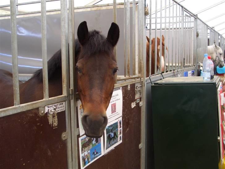 New Forest Storådalens Cecilie billede 16