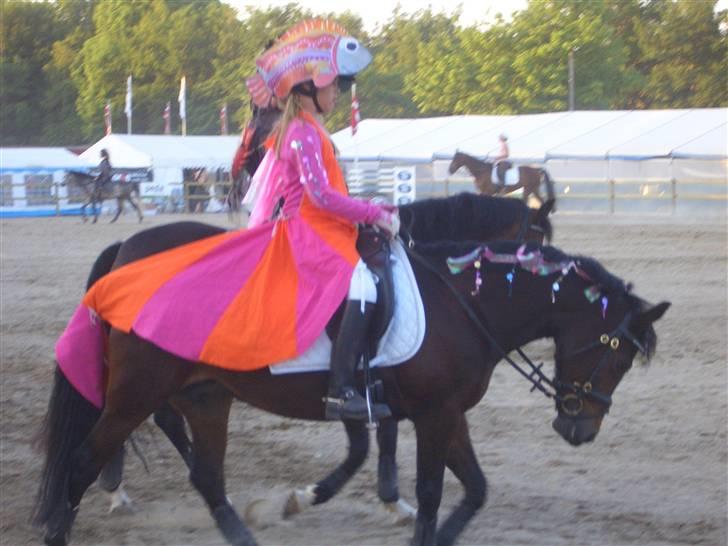 New Forest Storådalens Cecilie billede 17