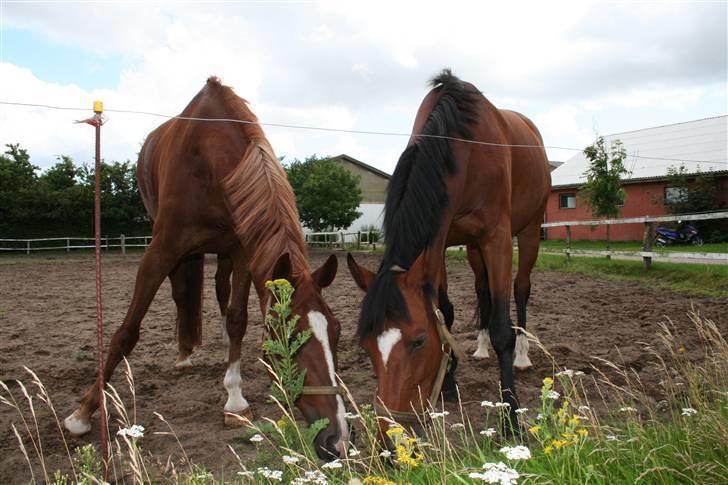 Holstener Al-sase - Sam og Gabii Alfarvad på fold billede 11
