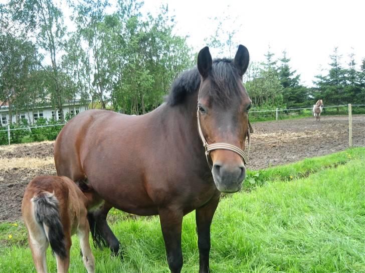 New Forest Storådalens Cecilie billede 18