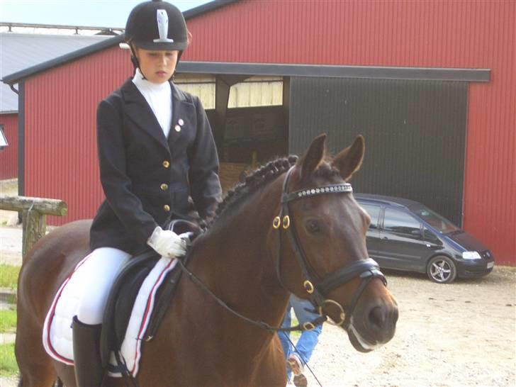 New Forest Storådalens Cecilie billede 19