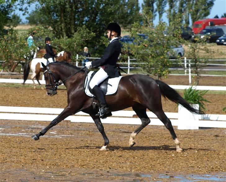 Tysk Sportspony Kirz Kaninpil Kærlund - Danmarksmesterskaberne 2008 :D aug 08. Foto: Mia Bach Riis (HorsePictures.dk) billede 6