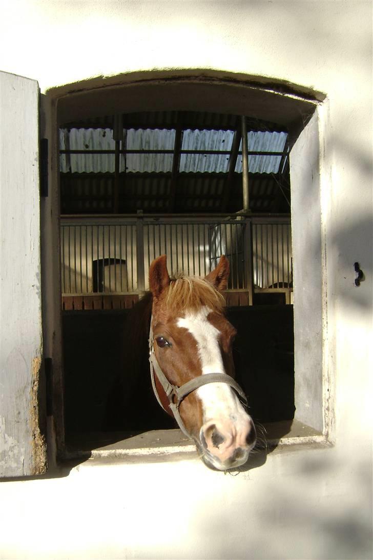 Anden særlig race Rosita<3 (møffe) - TILSALG.. Jeg søger nyt hjem..<3 billede 1