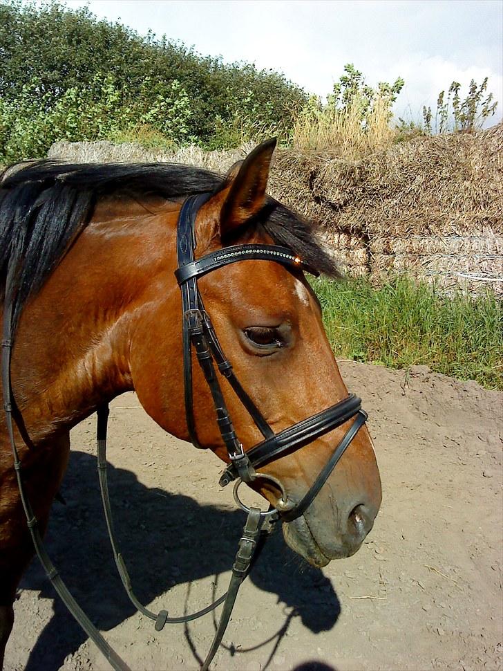 New Forest Charly - Velkommen til Charly´s profil .. Gi gerne en bedømmelse & en kommentar:) Enjoy Foto - Mig:) billede 1