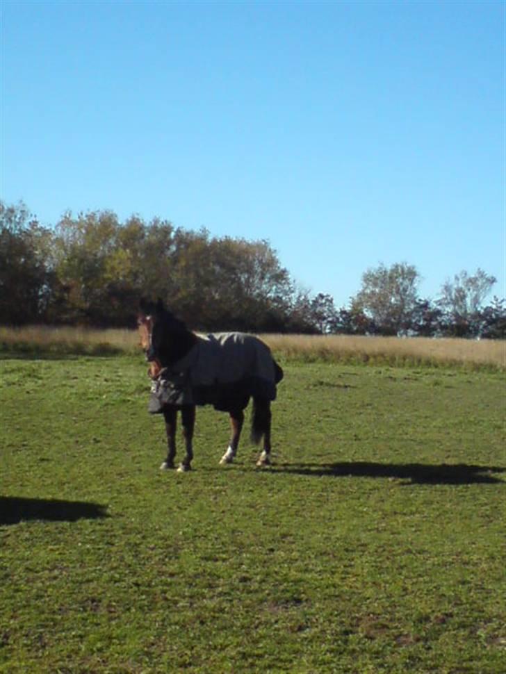 New Forest Charly - Charly på fold i efteråret 2009 billede 2