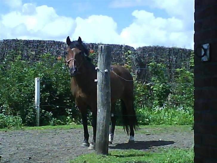 New Forest Charly - Charly´s helt egen knobbepæl :) billede 3