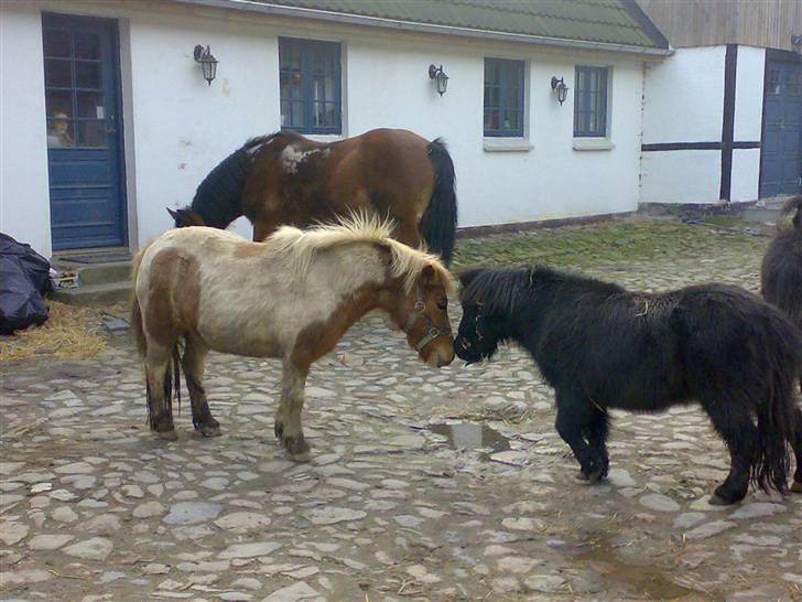 Shetlænder Zat - så hilser vi lige på her. billede 1