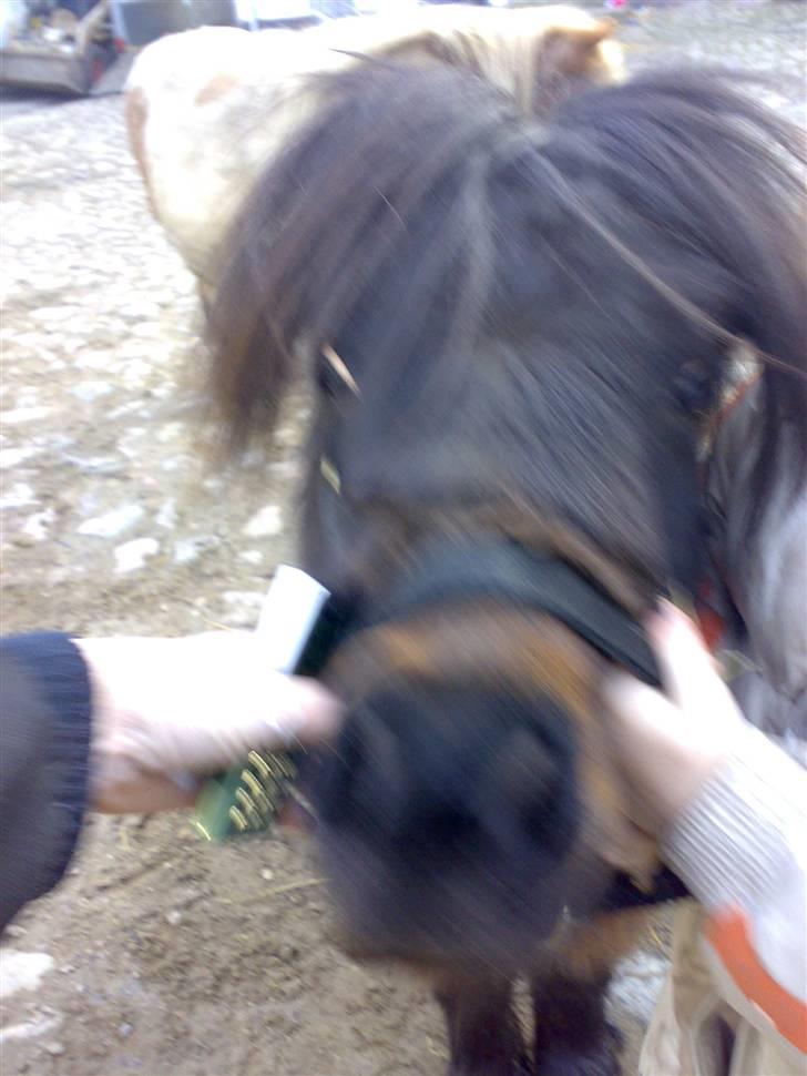 Shetlænder Zat - Zat hilser pænt på alle, hej hej. billede 2