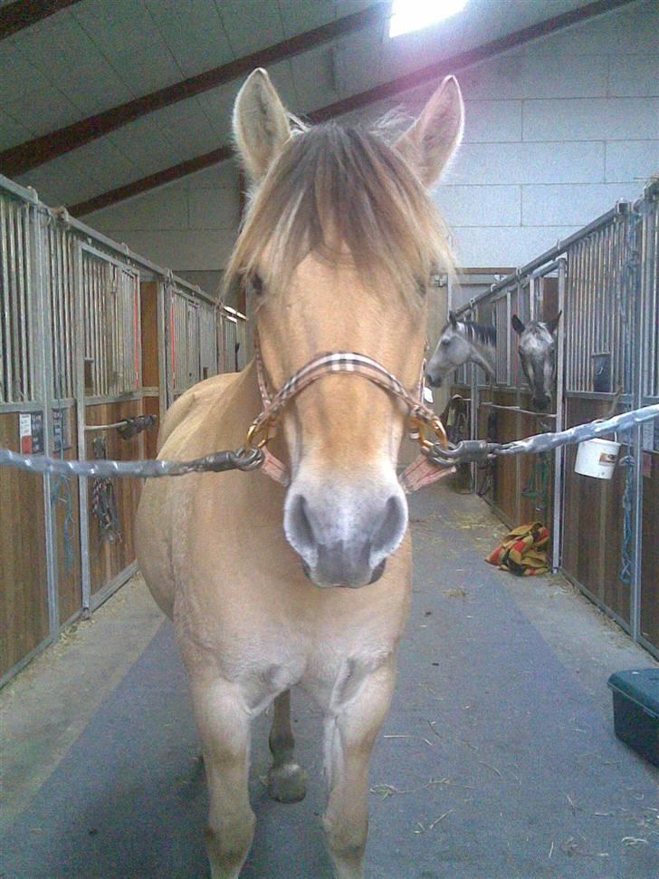 Fjordhest Pilgaard's josefine billede 2