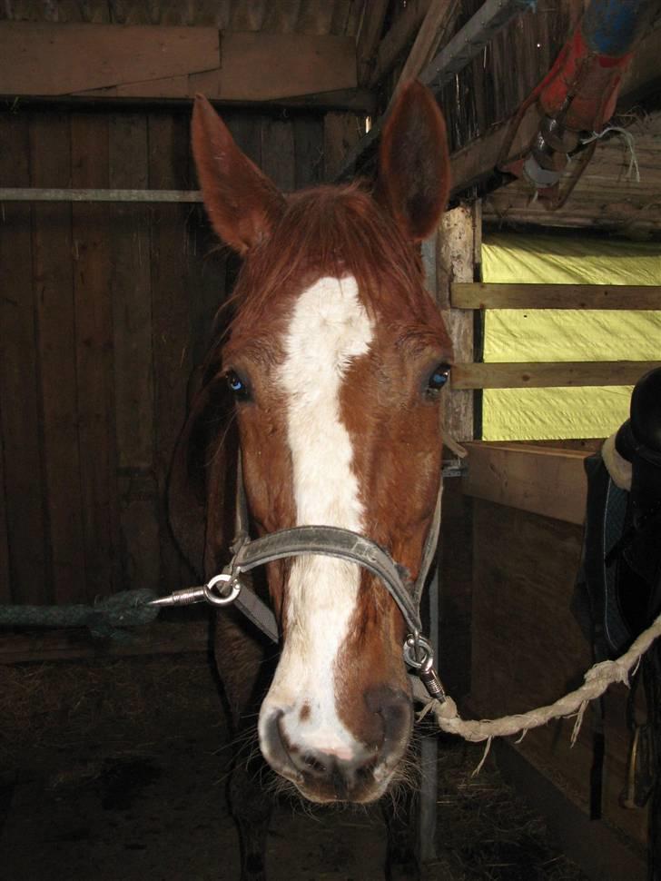 Dansk Varmblod Sommerstedskovs Ocean - Min smukke nye hyp :) (08-03-08) billede 1