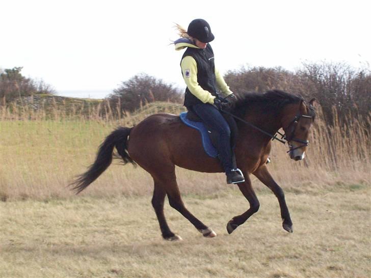 DSP Asprilla solgt billede 16