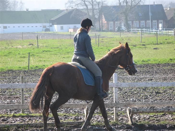 Dansk Varmblod Sommerstedskovs Ocean - Ja, her er vi så igen :) (08-03-08) billede 3