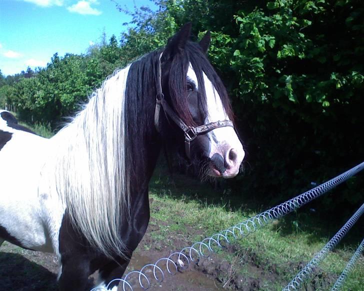 Irish Cob Zeus - Zeus  billede 1