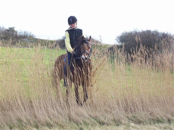 DSP Asprilla solgt billede 19