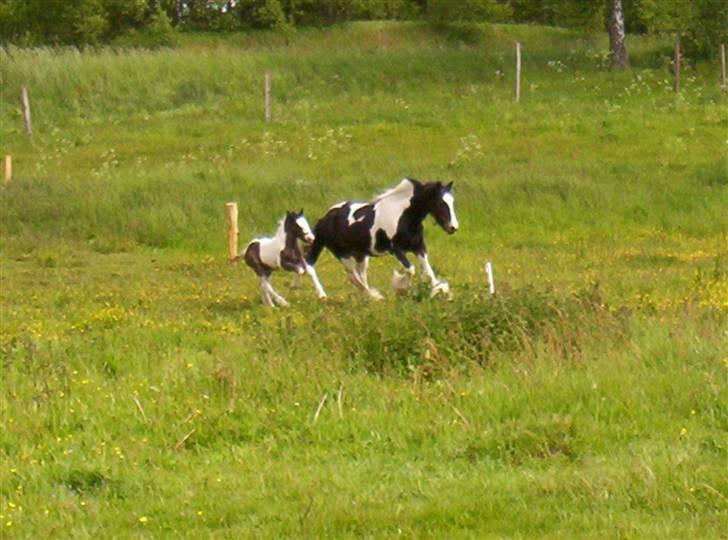 Irish Cob Zeus billede 2