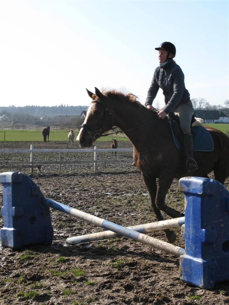 Dansk Varmblod Sommerstedskovs Ocean - Så skal vi lige prøve et lille spring... (08-03-08) billede 4