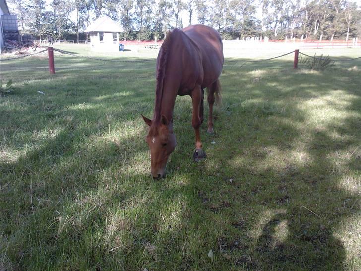Anden særlig race Østermarkens Ginger - Ginger éfter undervisning 2007 billede 12