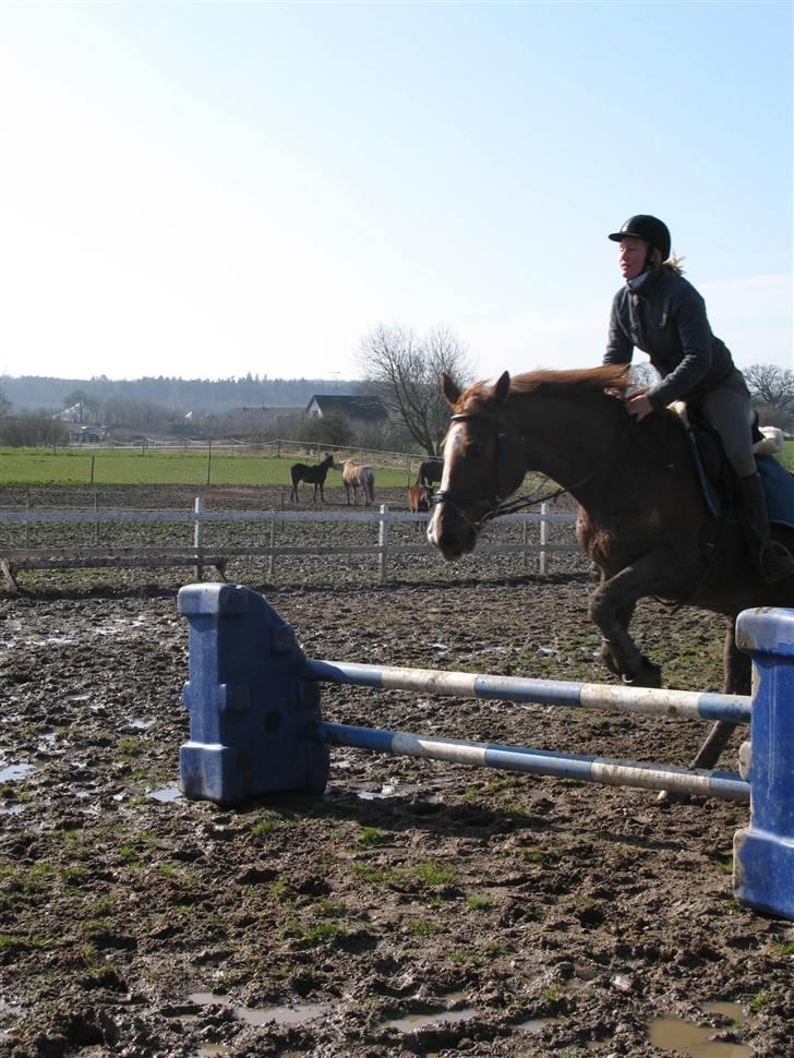 Dansk Varmblod Sommerstedskovs Ocean - Og et lidt større spring... (08-03-08) billede 5