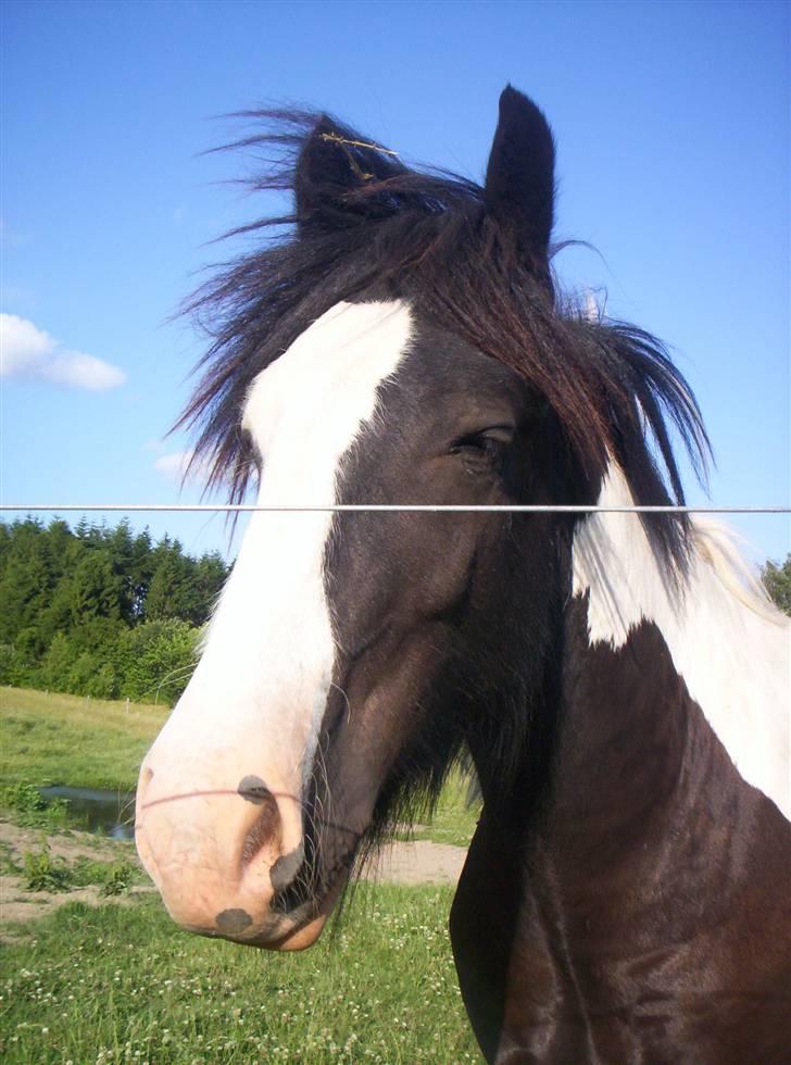 Irish Cob Zeus billede 3