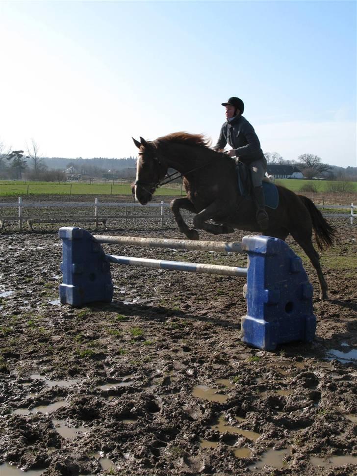 Dansk Varmblod Sommerstedskovs Ocean - Wee... Springe, det kan hun! :D Og med mig i en dressursadel, hehe... (08-03-08) billede 6