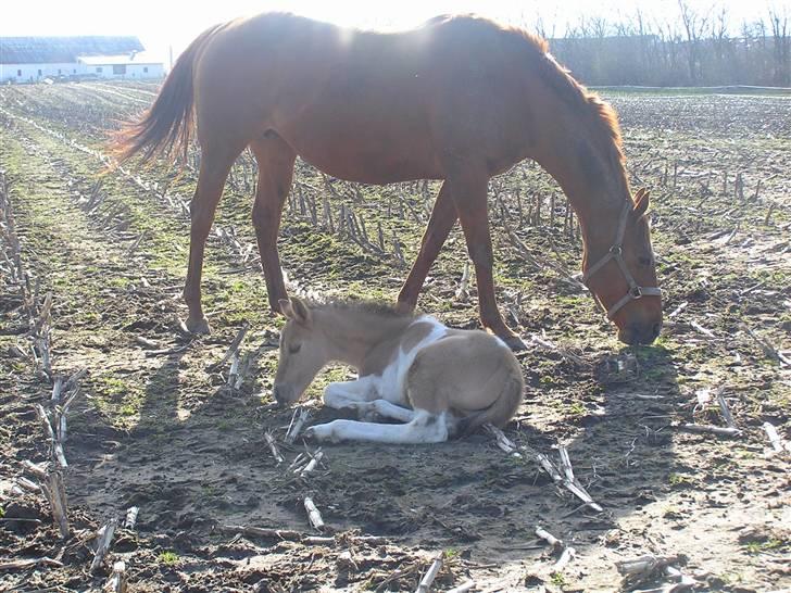 Anden særlig race Østermarkens Ginger - Ginger & Adrienne <3 billede 13
