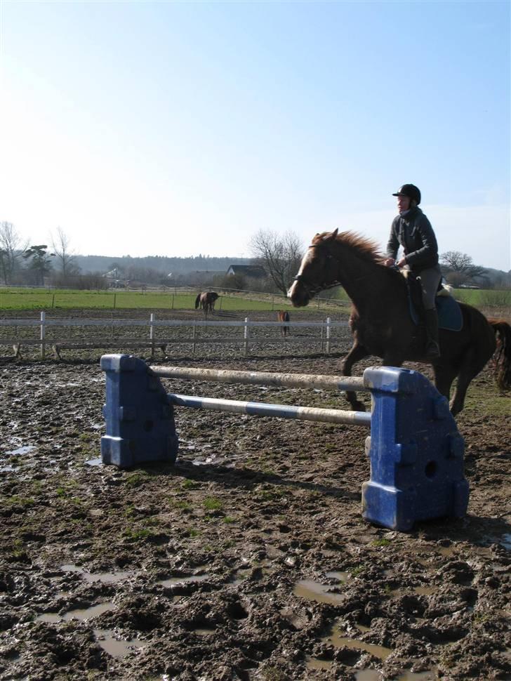 Dansk Varmblod Sommerstedskovs Ocean - Og lige et sidste spring :) (08-03-08) billede 7