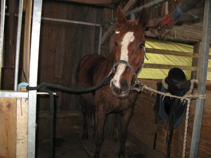 Dansk Varmblod Sommerstedskovs Ocean - Dejlig mudret efter den ridetur... Hun havde faktisk to hvide bagsokker... Hehe ;) (08-03-08) billede 8