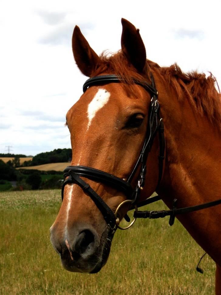 Anden særlig race Atos billede 5