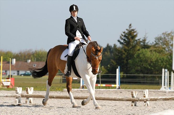 Pinto Østermarkens Tarzan - Rikke og Tarzan billede 13