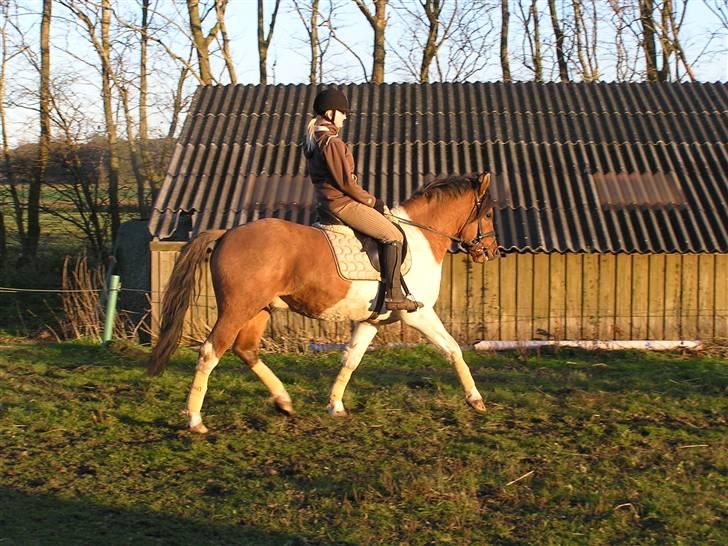 Pinto Østermarkens Tarzan - 1/11 - 08 Tarzan og jeg :) billede 15