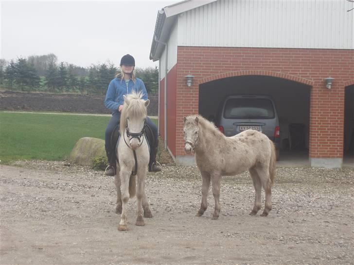 Knabstrupper Tulle - Så er vi ude at ride igen du kan tro det er sjovt:-) billede 7