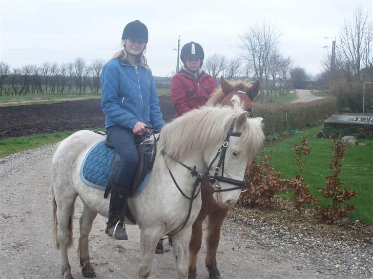 Knabstrupper Tulle - Er jeg ikke dygtig??? billede 8