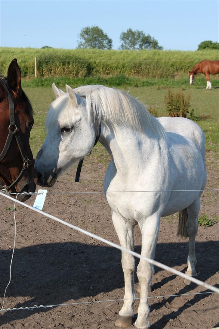 Anden særlig race GHOST BUSTER - I don't know what to do if you left me, so please don't go away billede 11