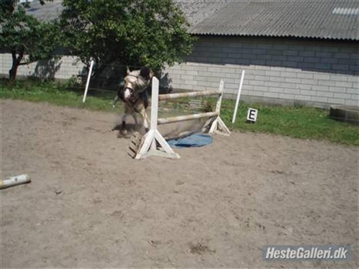 Anden særlig race Bailey <3 - solgt d.08/08/2007. - 18} - 110cm. vores sidste springtime sammen, det gik vildt godt. jeg faldt slet ikke af, og han stoppede kun to gange, og vi kom over 1meter :D  billede 18